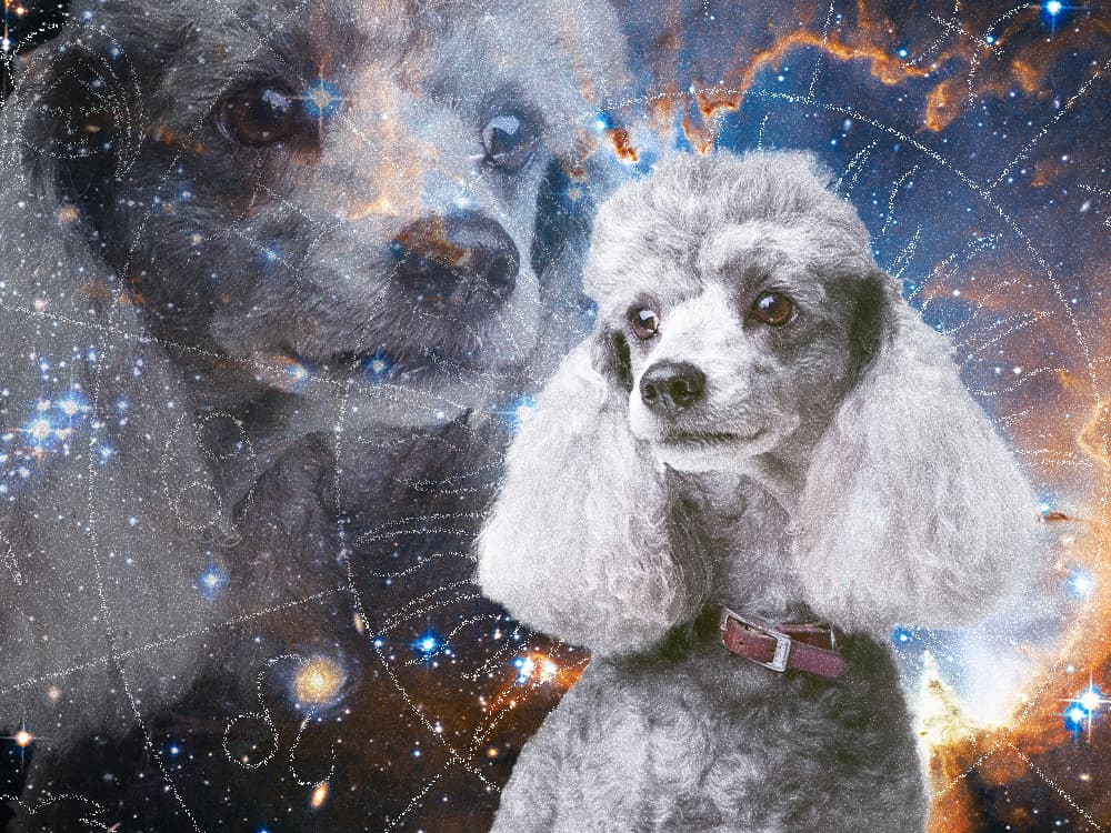 The Perfect Dog Breed for Every Star Sign
