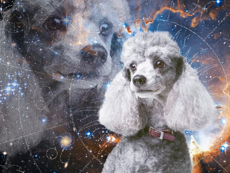 The Perfect Dog Breed for Every Star Sign