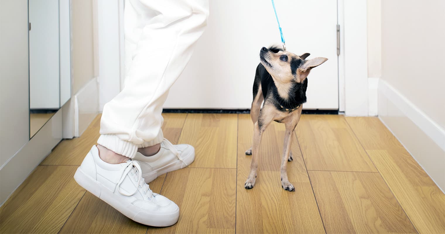 How Often Do Dogs Need to Go Outside?
