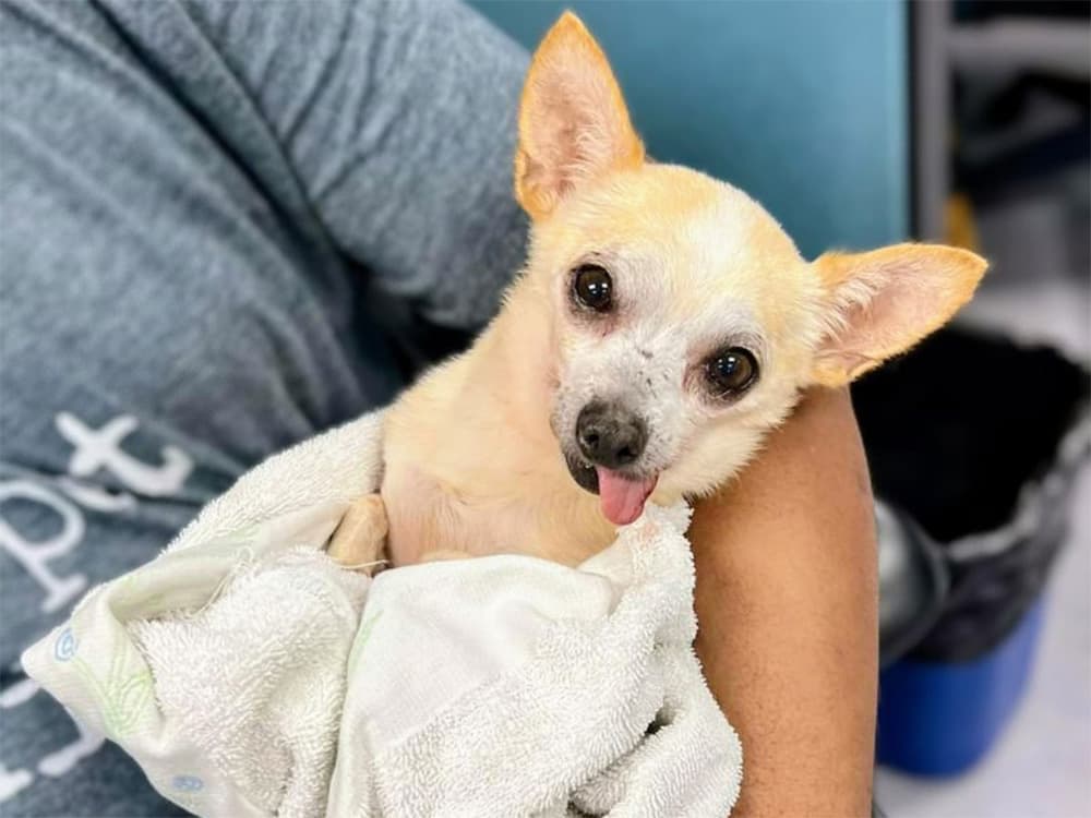 Chihuahua