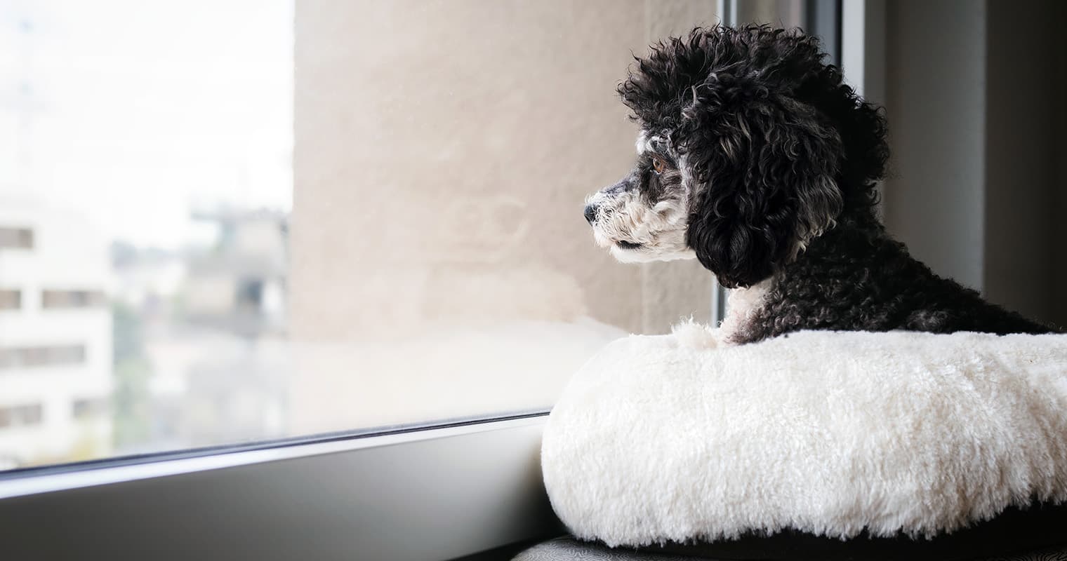 How Long Can You Leave a Dog Alone Legally?
