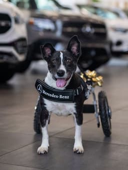 How Bunny the Dog Got the Literal Mercedes-Benz of Wheelchairs