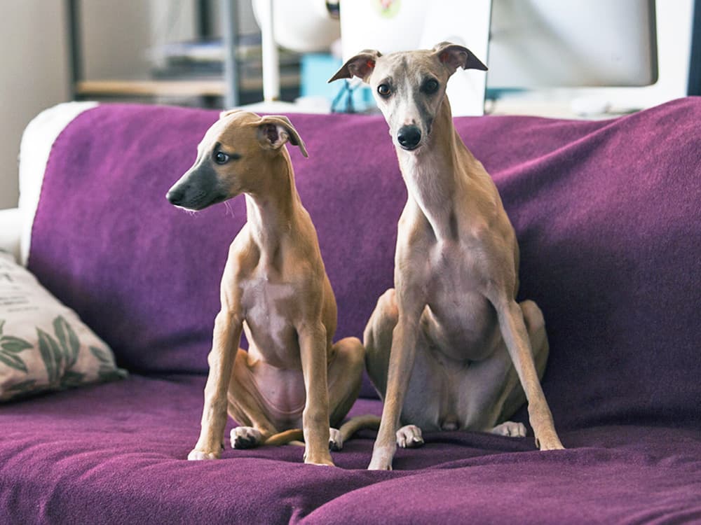two italian greyhounds on sofa