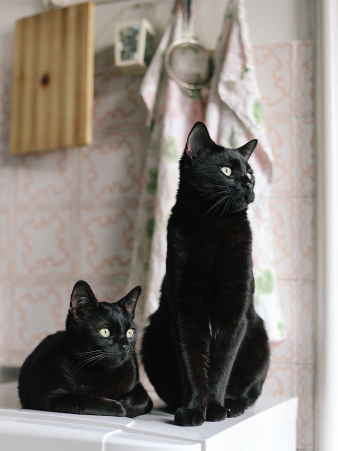 5 Signs You Should Get Your Cat a Cat