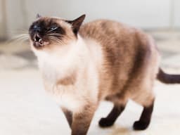 Did Your Cat Just Sneeze Like a Human Being? Here’s Why