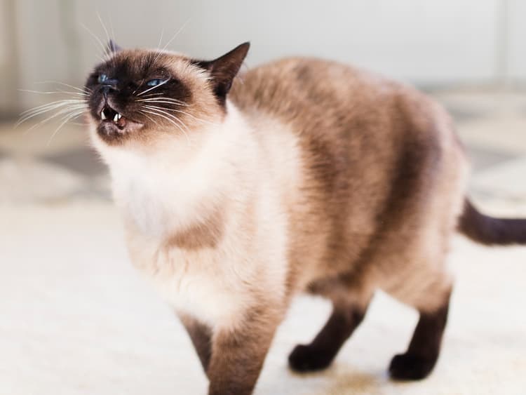 Did Your Cat Just Sneeze Like a Human Being? Here’s Why