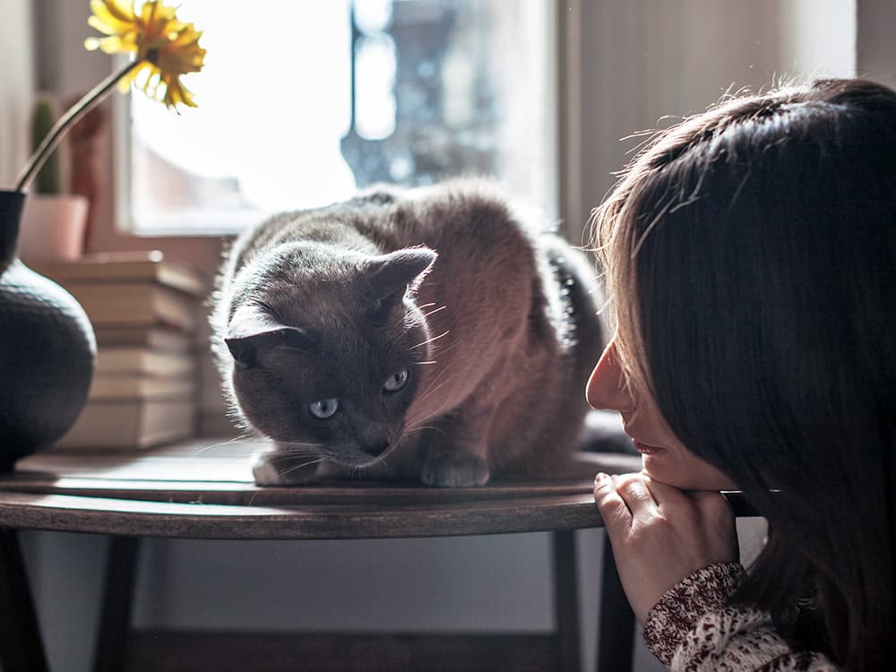 What to Do if Your Cat Is Vomiting White Foam: Precautions and Care