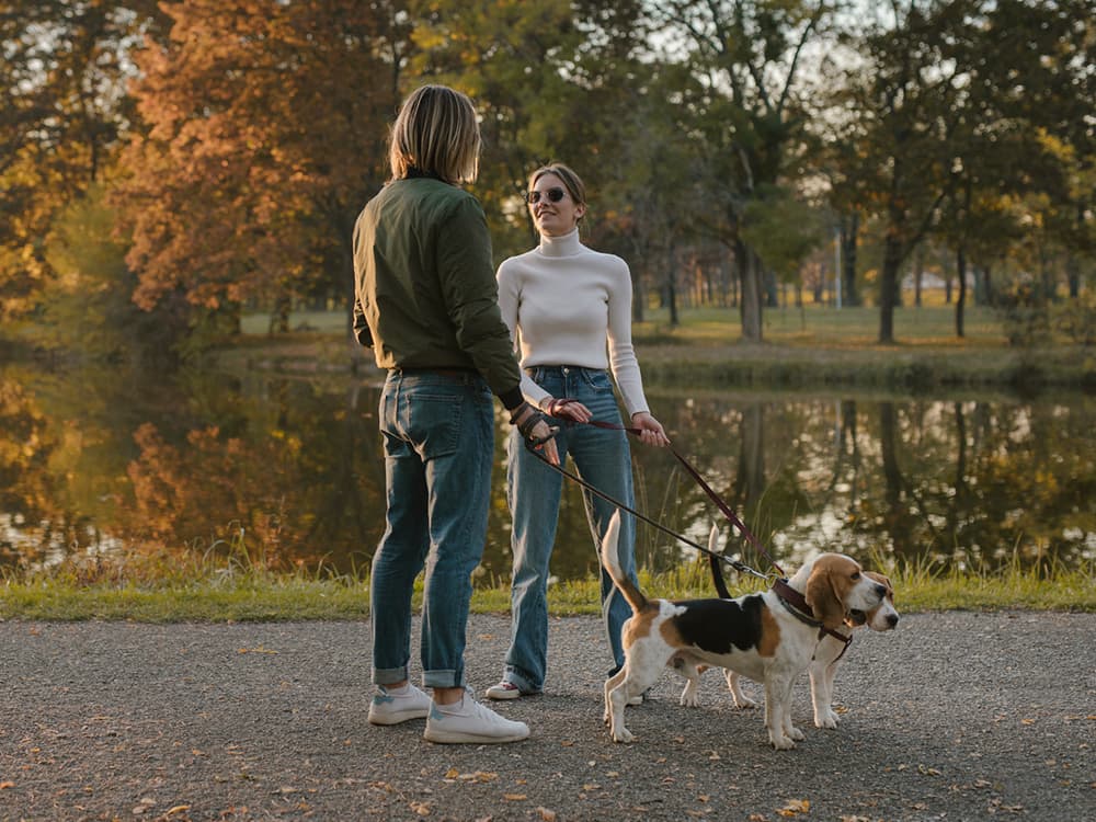 Why Do Dogs Pee on Other Dogs (and Leashes) During Walks?