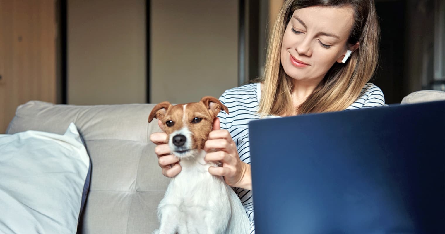 What Is A Reasonable Rehoming Fee For A Jack Russell Terrier?