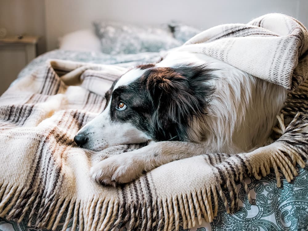 Dog Anal Glands: Everything You Need to Know