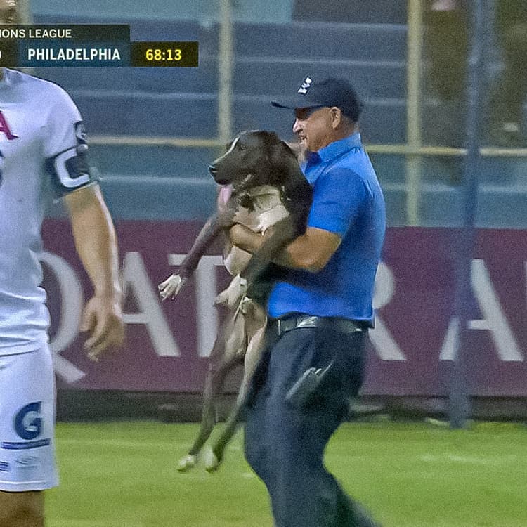 10 Times Animals Interrupted Sports Games and Delighted All the Fans