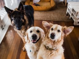 Does Your Dog Have a Unique Personality?