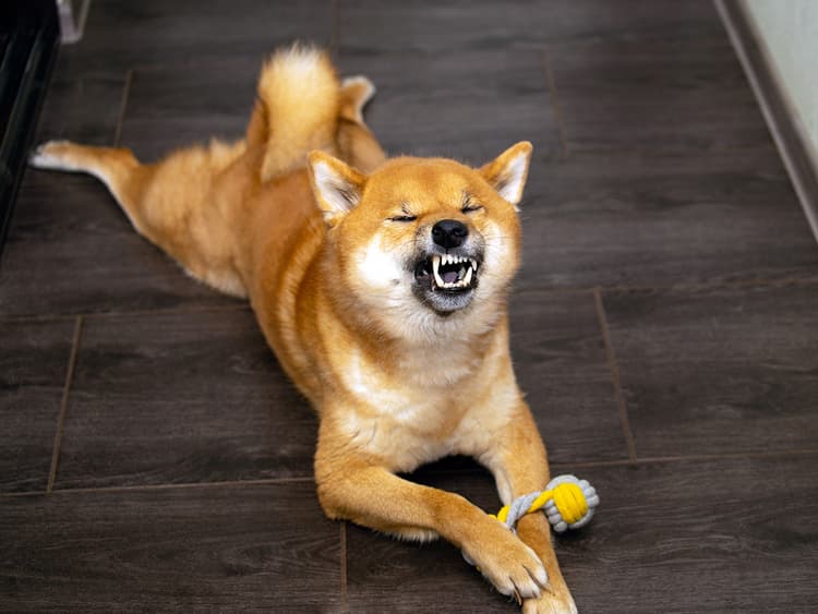 Bless Them! Why Do Dogs Sneeze When They Play?
