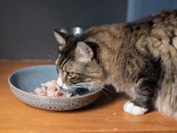 Do Cats Need High-Calorie Cat Food?