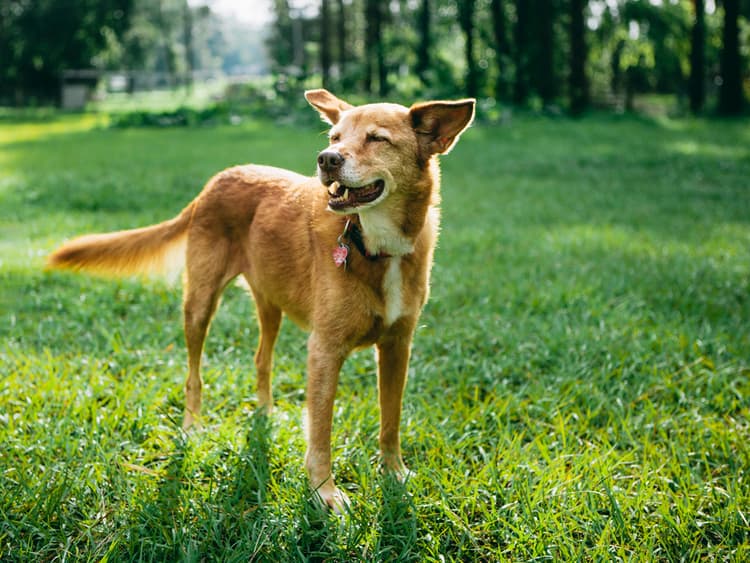 Respiratory Illnesses in Dogs: 6 Serious Conditions Related to Coughing in Dogs