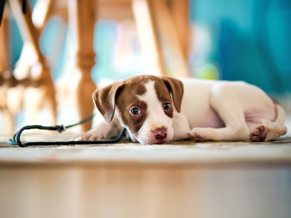 An Easy Way to Keep Your Puppy From Getting Into Mischief All Over the House
