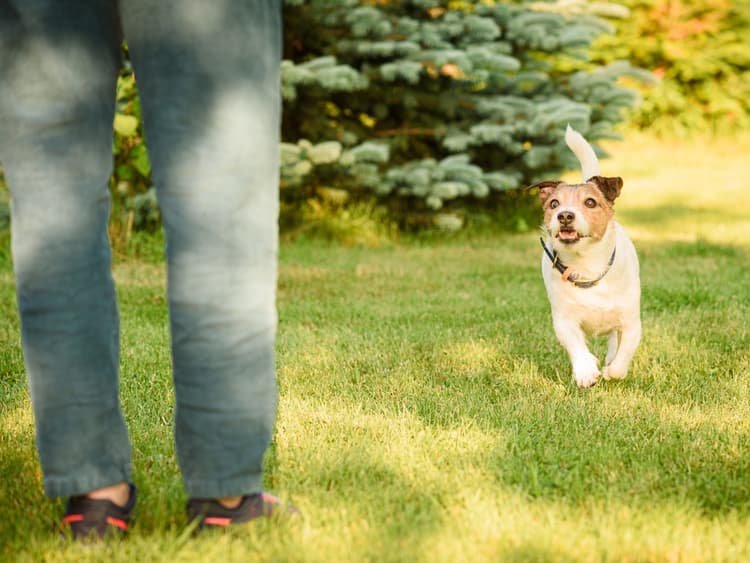 Do Dogs Actually Recognize Their Names?