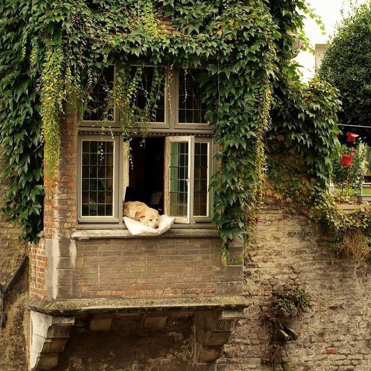 Mignonette Takes Pictures: The Internet’s Sacred Corner of Joy