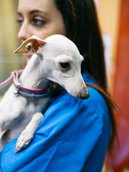 A Mysterious Illness Is Making Dogs Across the Country Sick