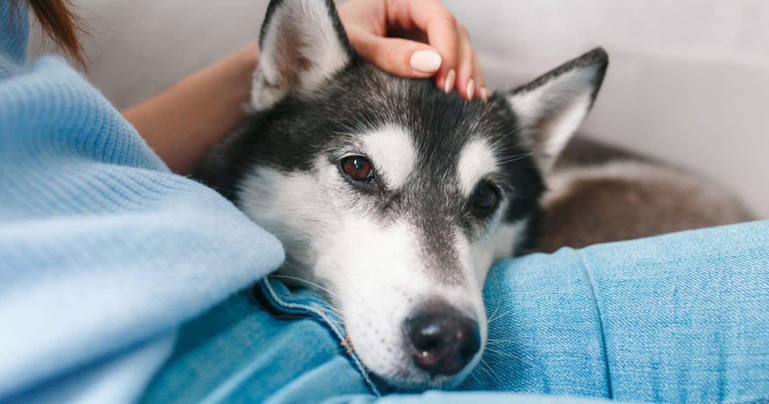 What is the Fastest Way to Rehome a Husky?