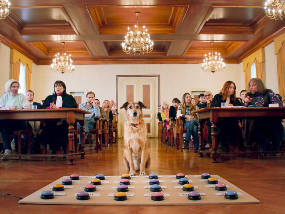 Kodi, the Charismatic Star of *Dog on Trial*, Wins Palm Dog at Cannes Film Festival