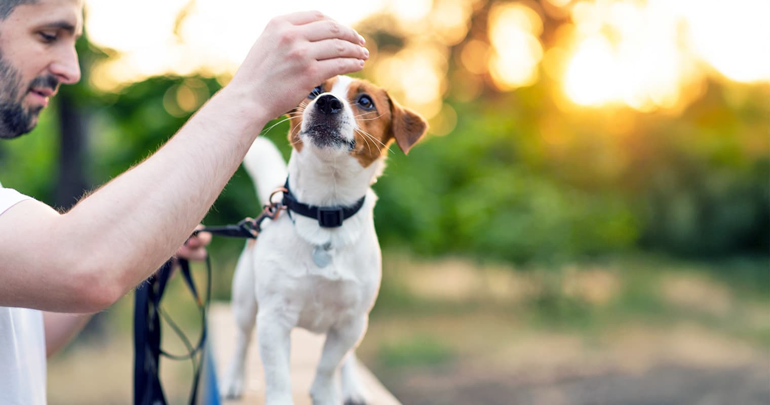 Terrier Behavior Explained: Why Terrier Breeds Act the Way They Do