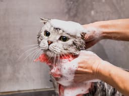 Does My Cat Need a Professional Groomer?