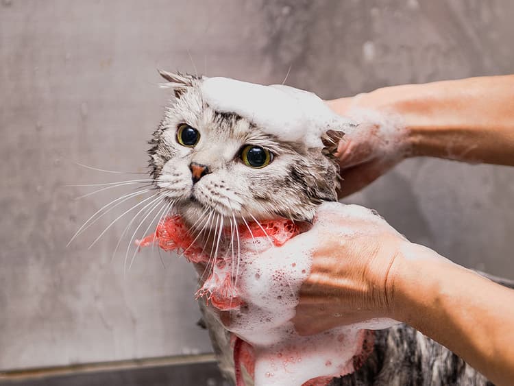Does My Cat Need a Professional Groomer?