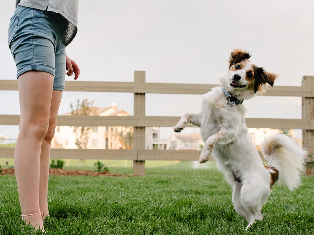 Meet the 25 Cutest Dog Breeds Ever
