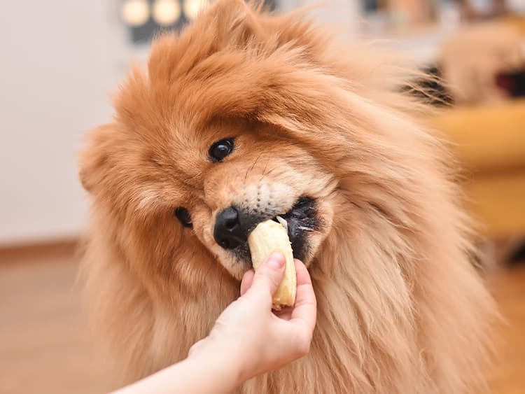 10 Fruits and Vegetables That Your Dog Can Feast On