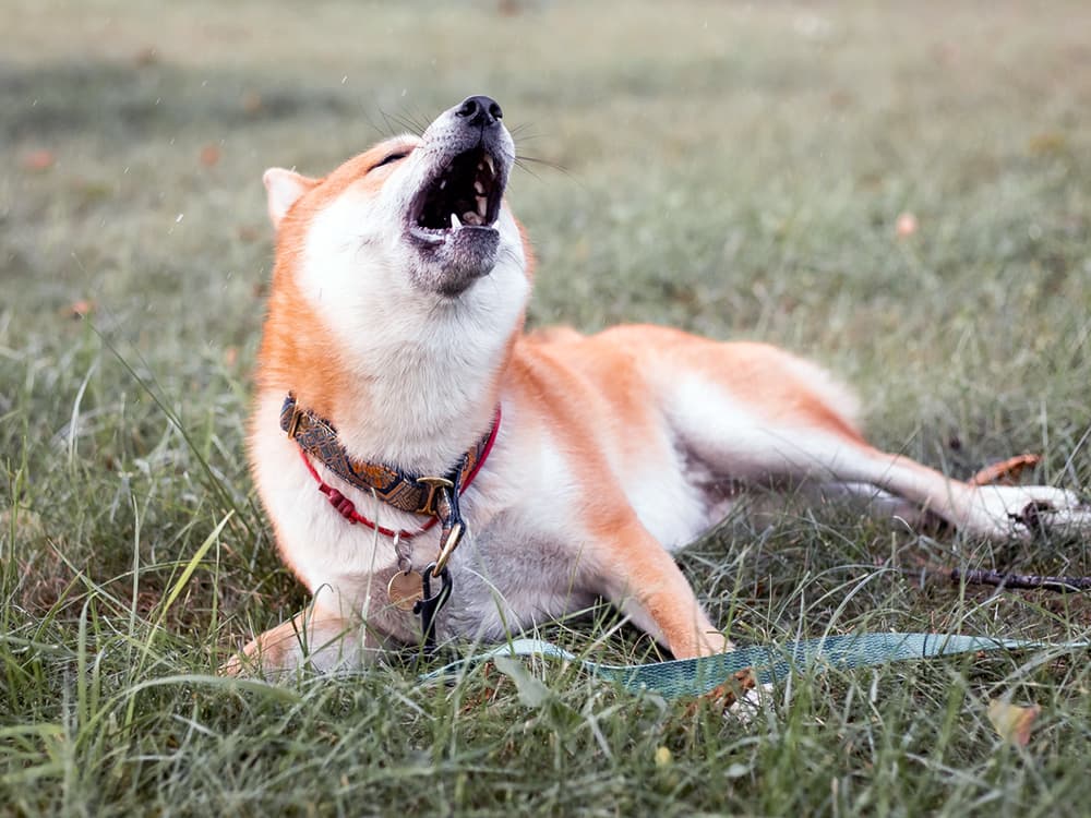 What Is the ‘Shiba Scream,’ and Why Do Shiba Inus Do It?