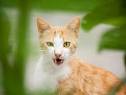 What’s All the Cat Chatter About?