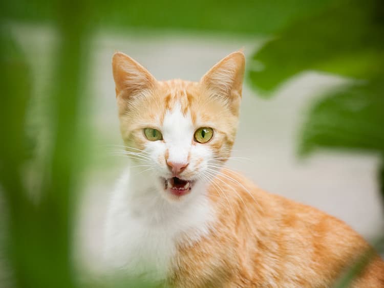 What’s All the Cat Chatter About?