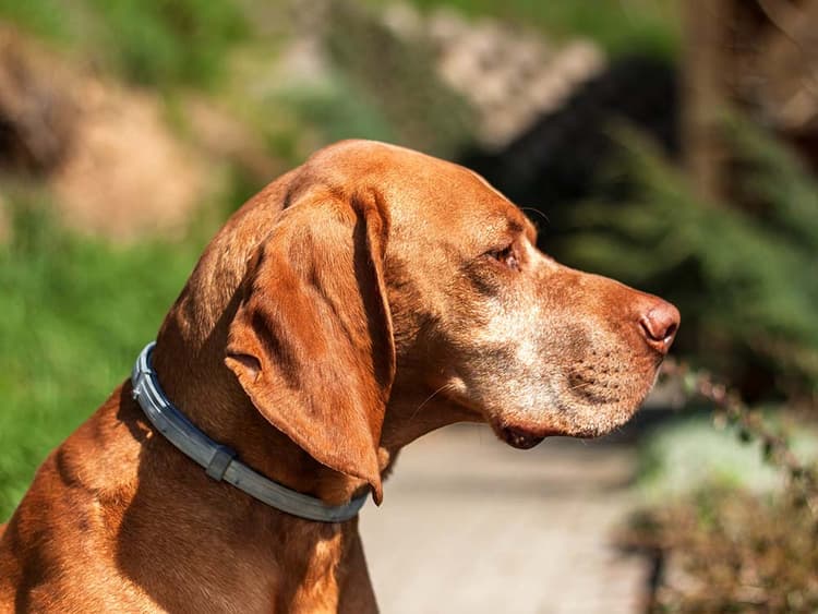 Is Seresto’s Flea and Tick Collar Dangerous for Dogs?