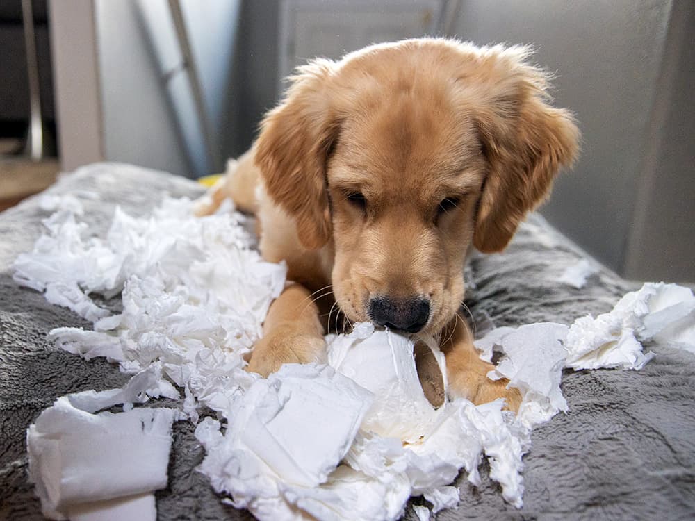 6 Behavioral Issues Your Dog Will Actually Grow Out Of—We Promise