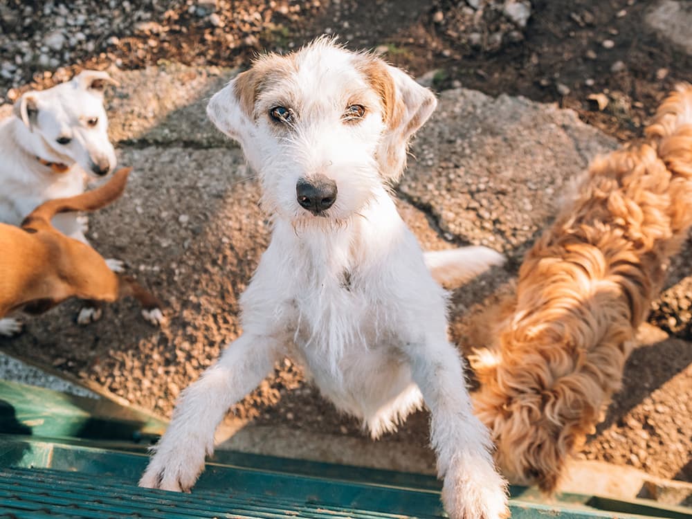 10 Questions to Ask a Shelter About an Adoptable Dog