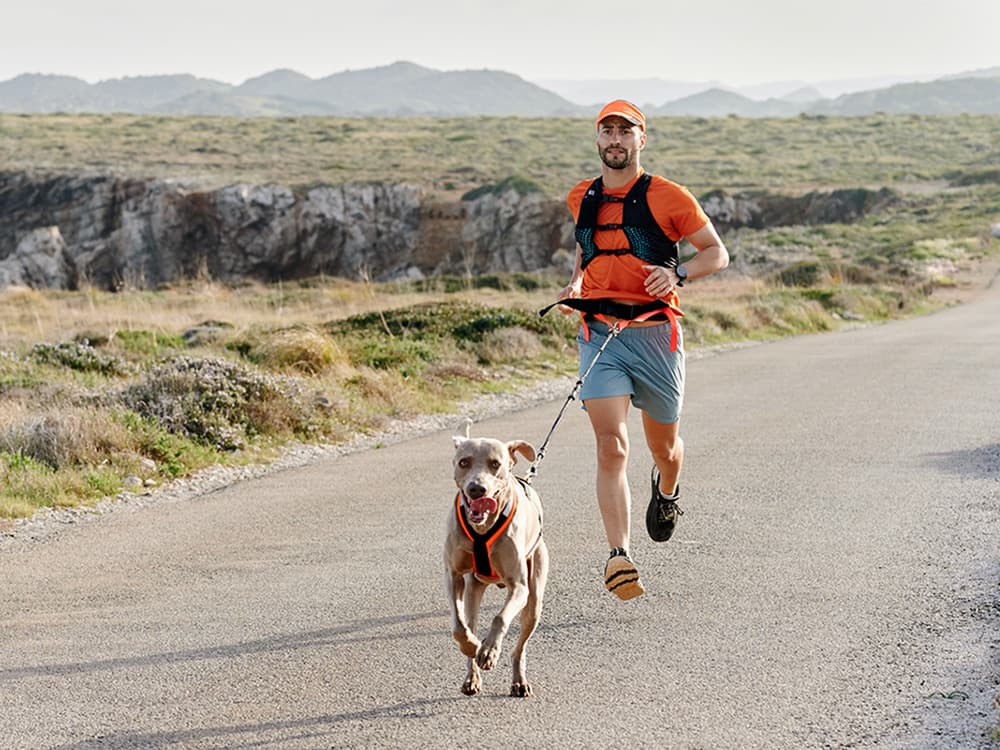 How to Try Dryland Mushing with Your Dog