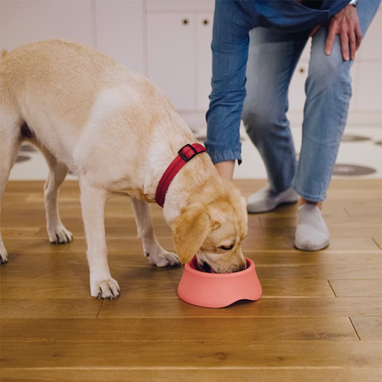 Pet Food Recalled After Testing Positive for Salmonella and Listeria
