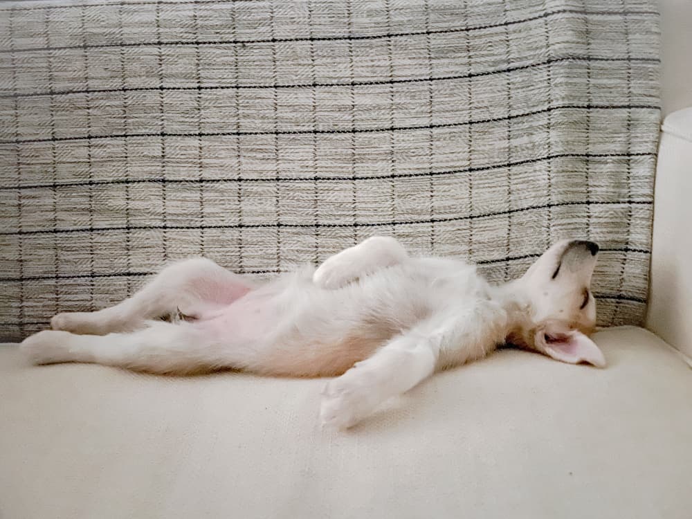 Is Your Puppy Sleeping Enough?