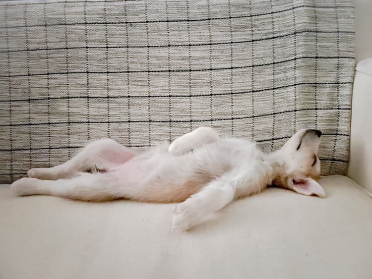 Is Your Puppy Sleeping Enough?
