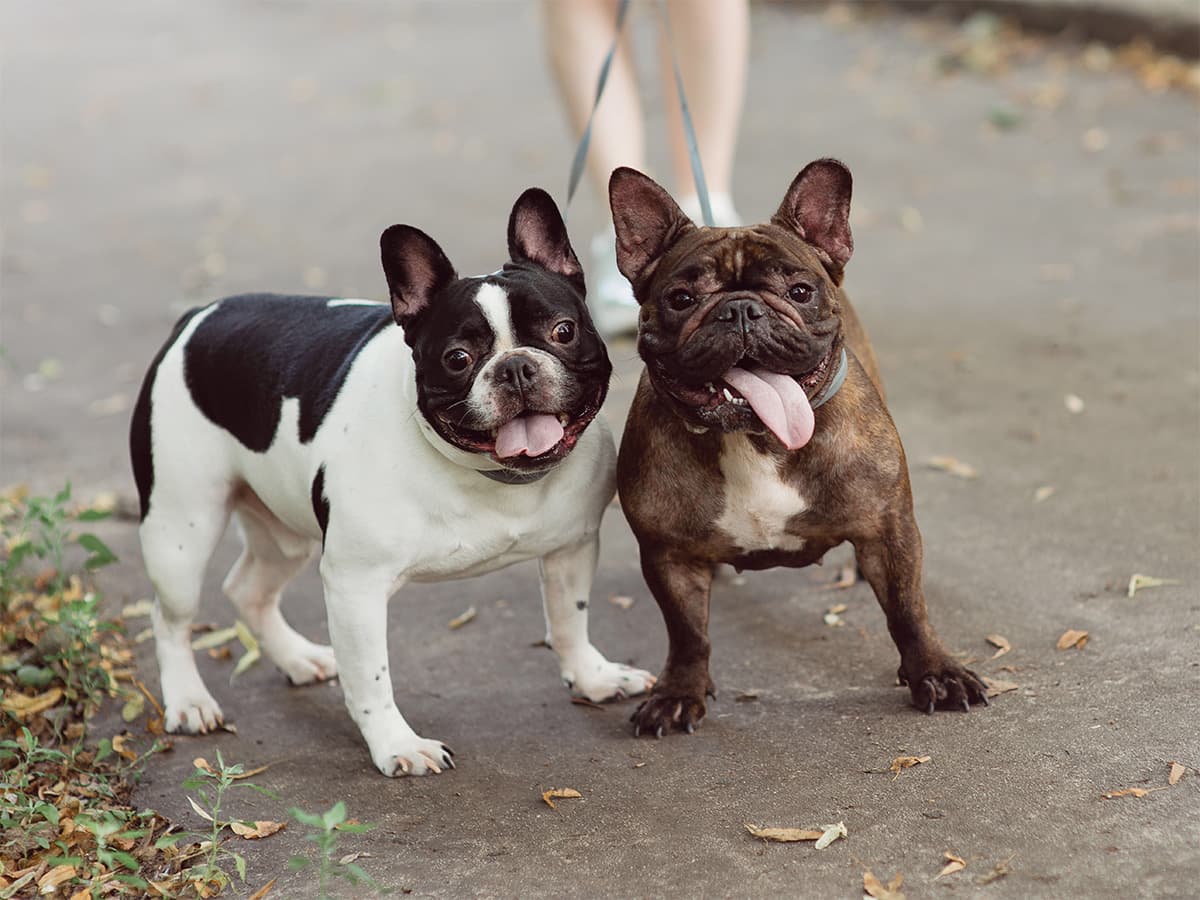 two french bulldogs on leash