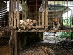 You Can Help Save Pups From Asia’s Dog Meat Trade
