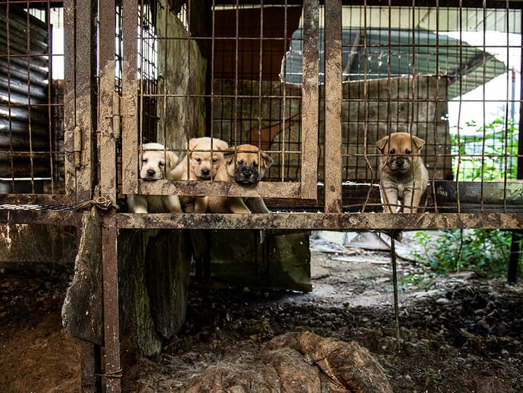 You Can Help Save Pups From Asia’s Dog Meat Trade
