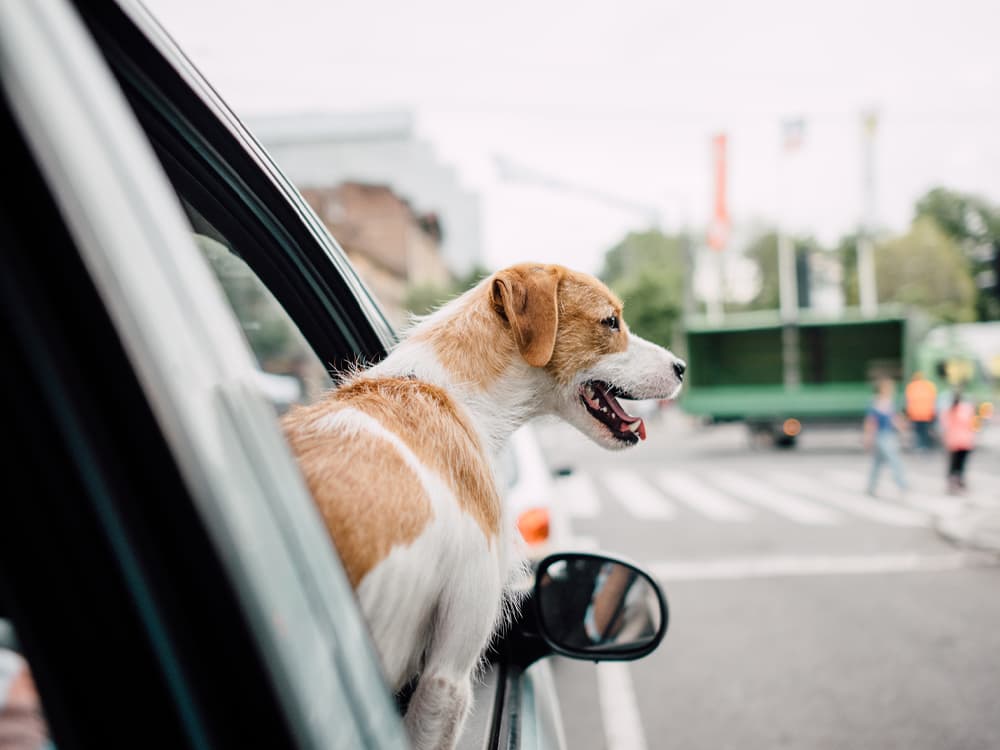 Moving States with Your Pet? How to Make It Happen