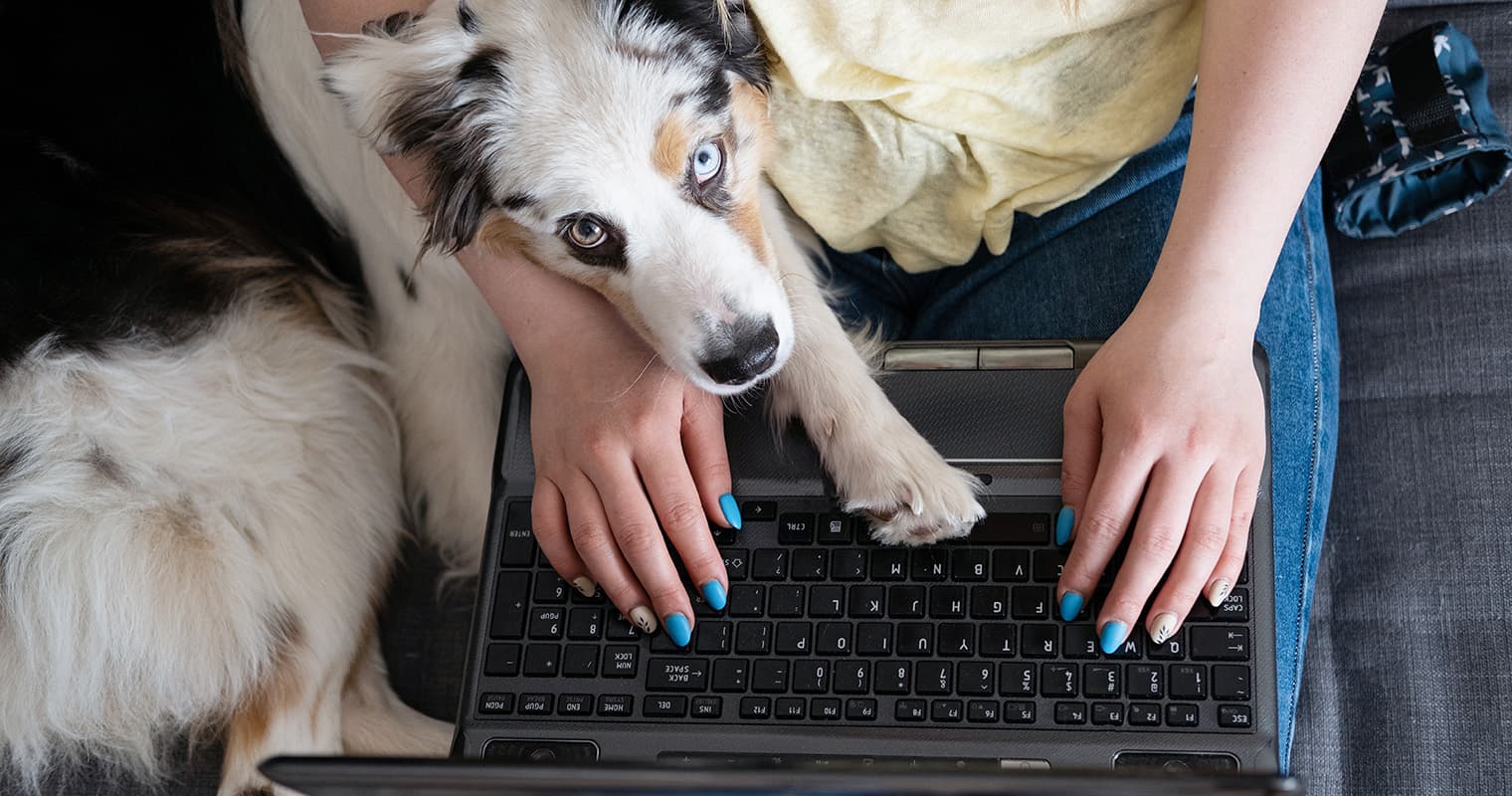 What Does It Mean to Surrender an Australian Shepherd?