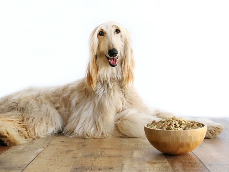 Chi Dog Is Dishing Up Chinese Food-Therapy For Your Dog’s Bowl