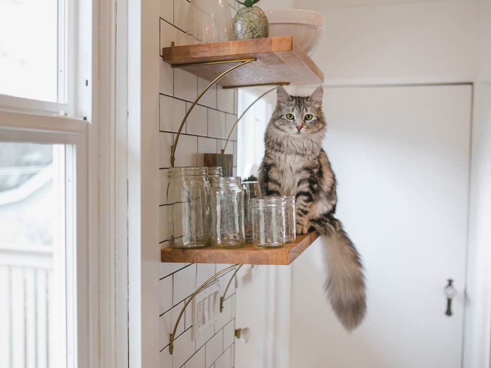 Why Do Cats Knock Things Over?