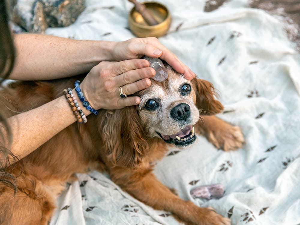 7 Human Wellness Trends Making Their Way Into the Pet Space