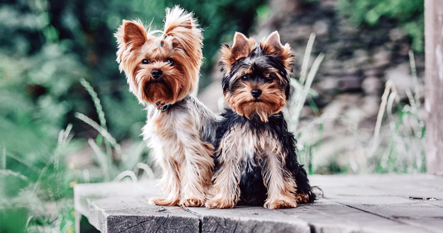 How Do I Find a Good Home for My Yorkie?