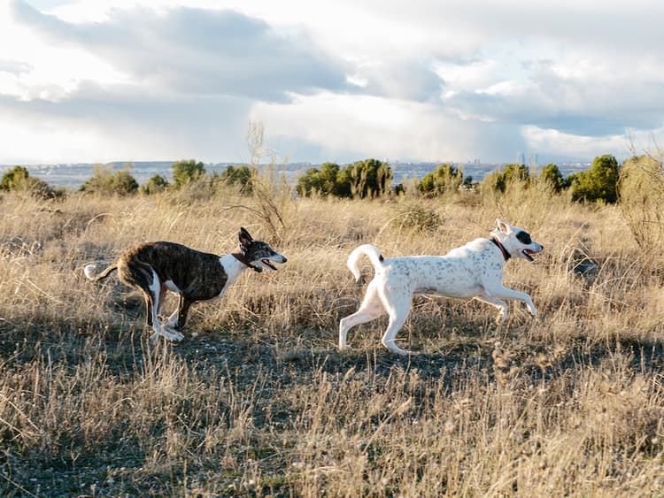 Don’t Worry, But Dogs Can Get Cancer From Sniffing Other Dogs’ Nether-Regions